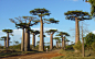 Baobabs-Madagascar.jpg (2560×1600)