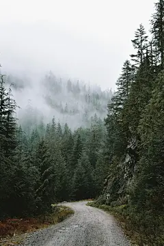 朦胧森林/自然树木植物/不可思议的大自然/旅行风景摄影/壁纸图背景图/平面设计场景素材