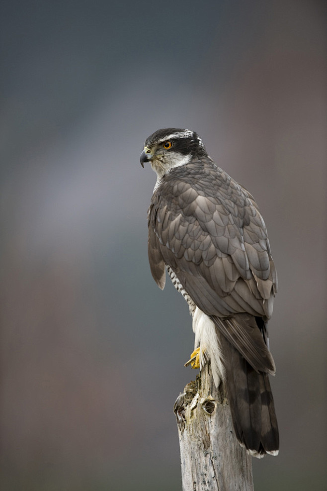 鹰形目鹰科鹰属苍鹰