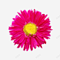 花朵抽象花朵 设计图片 免费下载 页面网页 平面电商 创意素材