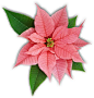 Caring for Poinsettias - The Poinsettia Pages - University of Illinois Extension Also, 3 ice cubes at the base for every plant every other day "they say" works.: 