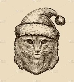 可爱的,猫,帽子,注视镜头,毛绒绒,不完全的,宠物,耶稣降生,事件
