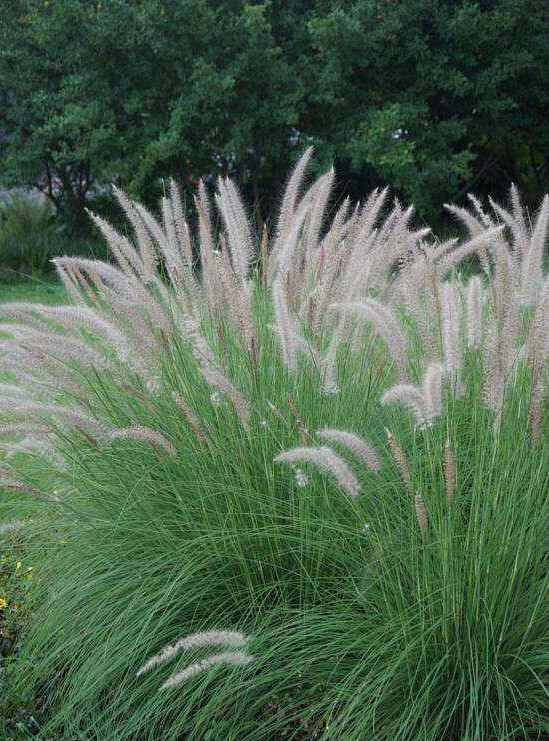 白穗狼尾草 pennisetumalopecuroides white 禾本科狼尾草属 多年生