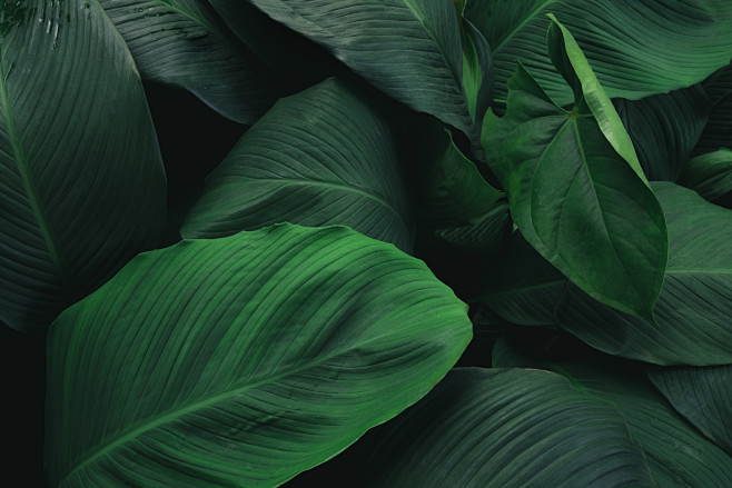 热带植物绿色植被叶子质感森系摄影质感背景...