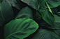 热带植物绿色植被叶子质感森系摄影质感背景底图高清JPG图片素材