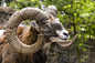 大角羊,褐色,水平画幅,动物身体部位,野外动物正版图片素材下载_ID:151021046 - Veer图库