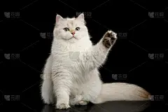 黑色背景,白色,猫,毛皮,分离着色,英国,长毛猫,爪子,正面视角,美
