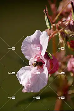 印度香脂 喜马拉雅山苦瓜 黄蜂 花壁纸 昆虫 美丽的花朵 花卉背景