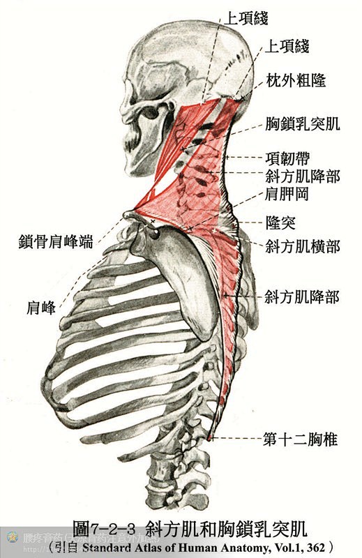 人体解剖--骨骼，肌肉很全面的套图