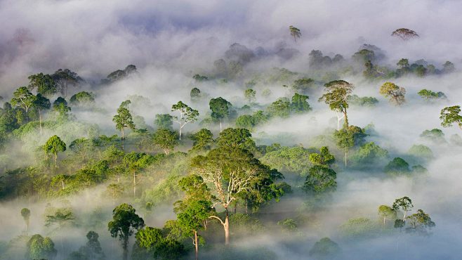 Bing/Danum Valley Co...