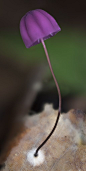 ˚Marasmius sp