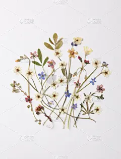 野花,干花,垂直画幅,贺卡,高视角,无人,古典式,户外,乡村风格,花蕾