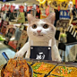 发疯抽象小猫表情包_08