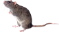 老鼠老鼠PNG