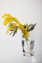 yellow flowers in clear glass vase