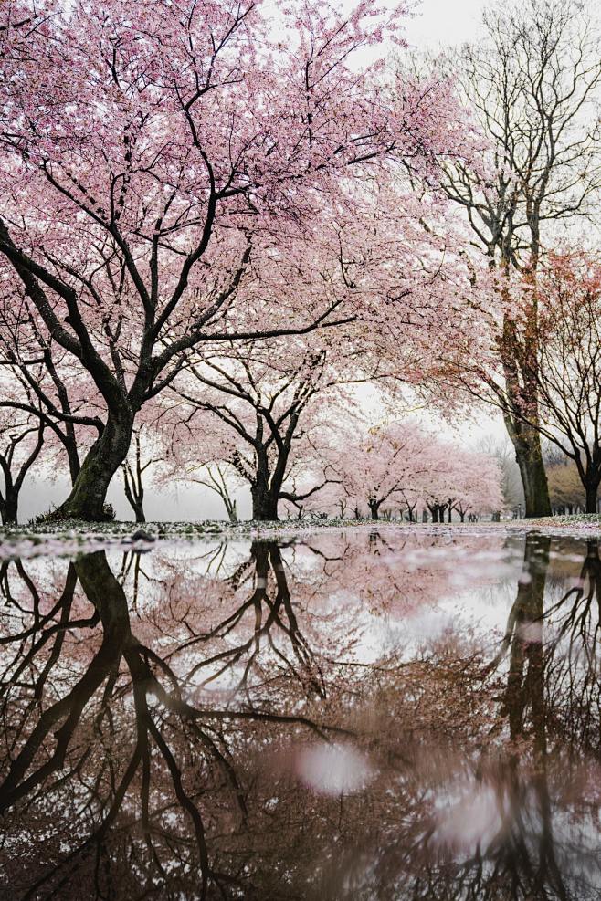 Bloomin photo by Red...