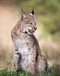 beautiful-wildlife:

Iberic Lynx by fegari

