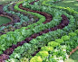 看看外国人的菜园子，这是真正的可食地景-七彩鸟儿童美术-大不六文章网(wtoutiao.com)