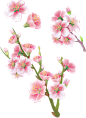 樱花png