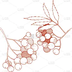 山梨树,植物,红色,秋天,浆果,食品,壁纸,涂料,水果,草图