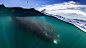 摄影师拍50吨巨鲸躲在游船下方_网易新闻