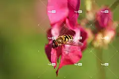 开花 飞 美丽的花朵 花壁纸 昆虫 宏 自然 翅膀 花卉背景