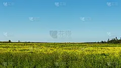 田野上黄色的花朵映衬着蓝天和远处的森林。以乡村景观为背景。动态模糊。