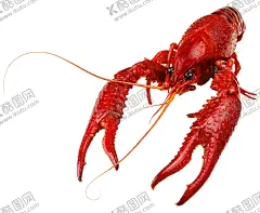 龙虾 【酷图网】海鲜,海鲜海报,海鲜展板,海鲜广告,海鲜宣传单,大闸蟹,生猛海鲜,海鲜店,海鲜城海报,海鲜店海报,海鲜展架,海鲜微海报,海鲜促销,海鲜打折,海鲜特价,新鲜海鲜,海鲜自助餐,超市,超市海鲜,火锅店海鲜,海报,宣传单,海