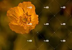 开花 花壁纸 花卉背景 高清壁纸 花 花瓣 Windows壁纸