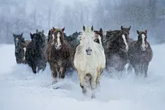 骏马踏雪而来壁纸