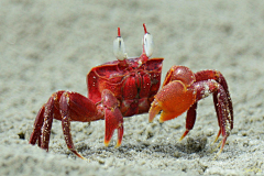 浠风采集到水生物