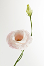 花头,花瓣,野玫瑰,两个物体,白色背景_gic7335780_Flower on white background_创意图片_Getty Images China