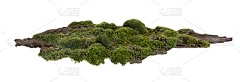 熬夜党采集到(真鲜/仿真/混合真假鲜等造景)/苔藓造景