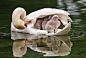 Mother Swan