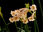 【百花园】34种比较罕见的奇葩摄影图（垂筒花.）欣赏