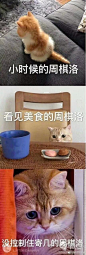 恋与制作人 猫