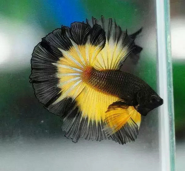 海青DIY生活艺术