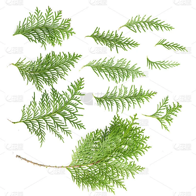 树枝的柏树素材-花瓣网