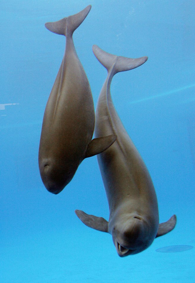 鲸目鼠海豚科江豚属江豚