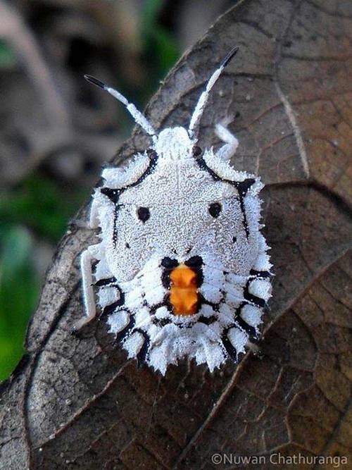 insectlove:

Forest ...