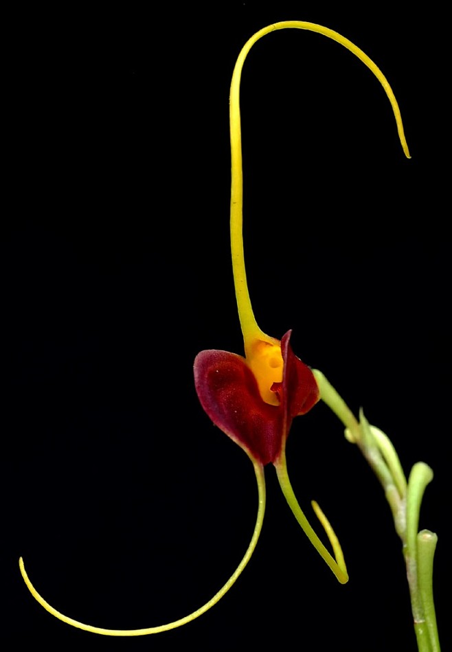 Masdevallia lata  三尖...