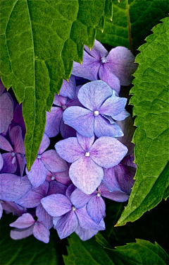 浮世微尘z采集到花花世界