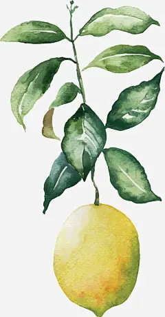 手绘插画带叶子的柠檬矢量图高清素材 叶子 手绘 插画 柠檬 水彩 矢量图 元素 免抠png 设计图片 免费下载 页面网页 平面电商 创意素材