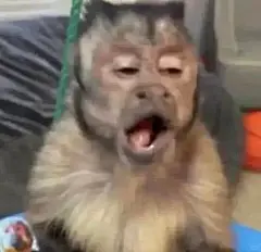 行走的吗喽表情包！
