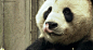 暴力熊猫gif的搜索结果_百度图片搜索