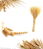 小麦PNG，麦穗，麦苗 金色麦田#透明背景素材##PNG格式#