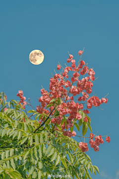 一一卿采集到花