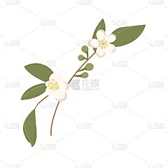 由山茶花手绘。