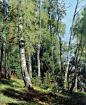 【 希施金 的风景画多以巨大的、充满生命力的树林为描绘对象，被人们誉为“森林的歌手”。克拉姆斯柯依 称他为“俄国风景画发展的里程碑”，并说“他一个人就是一个画派”。】