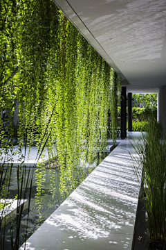 黑灰鸽子采集到景观——植物